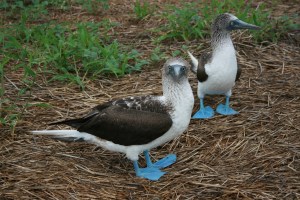 Pato azul - blåføtter