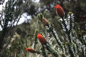 Parque Nacional de Cajas