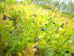 Blåbærskogen