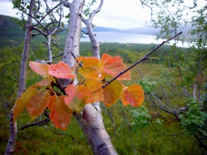 Nydelige høstfarger i bjørkeskogen