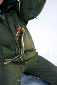 Dagens første fangst