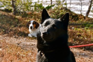 Karo og Varg koser seg på tur