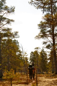 Innover stien i furuskogen