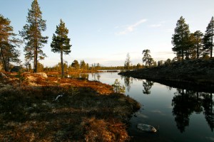 Femundsmarka en stille sommerkveld