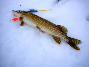 Dagens fangst - diger gjedde!