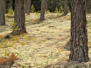 Vi gikk langs enger med reinmose og røde tyttebær
