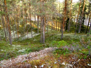 Stien snodde seg gjennom furuskogen oppover langs Rena-elva