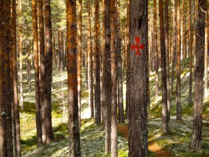 Langs Pilegrimsleden fra Rena og nordover