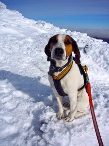 Karo satte ny høyderekord med bestigningen av Snøhetta (2286 moh)