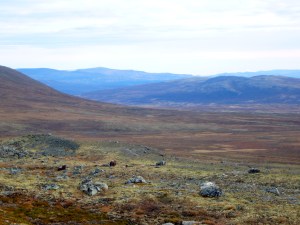 Fem moskus i litt for nær avstand fra oss...