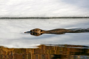 Og her var den lille beveren!