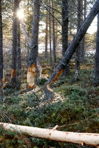 Tydelige spor etter bever langs elva
