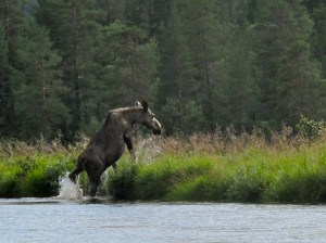 ...men helt stille klarte vi ikke å være, så den fant ut det var best å løpe videre