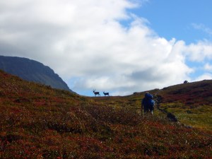 Reinsdyr møtte vi mye av