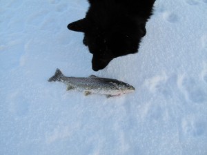 Varg snuser på fangsten - en nydelig ørret