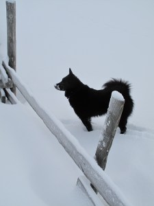 Varg storkoser seg i snøen