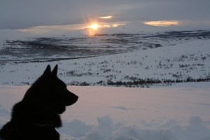 Hund i solnedgang