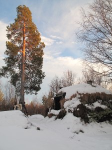 Herlige Roastbekkbua