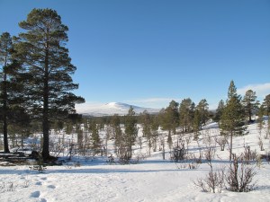 Vinterferie i Femundsmarka - bedre kan det ikke bli.